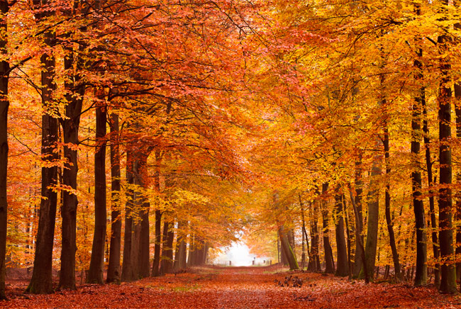 Fotomurales vinilo camino y árboles otoño